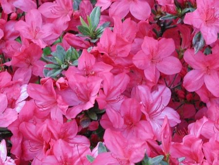 Azalea Tradition Pink Shrubs For Cheap