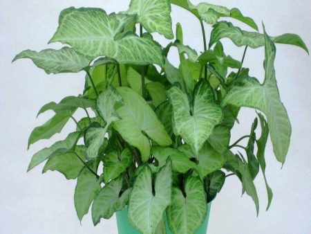 Arrowhead Plants Supply