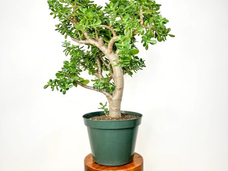 Jade Tree For Discount