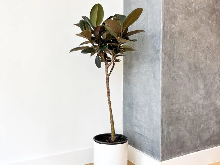 Rubber Tree Sale