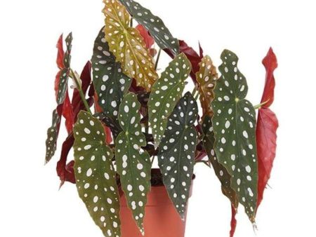 Begonia wightii Maculata Plants Hot on Sale