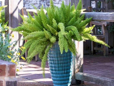 Myers Asparagus Fern Plant Fashion