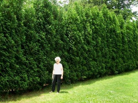 American Pillar Arborvitae Online Sale