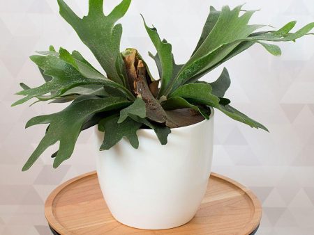 Staghorn Fern Plants Hot on Sale