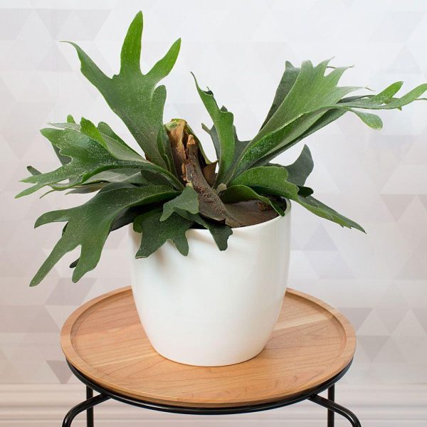 Staghorn Fern Plants Hot on Sale