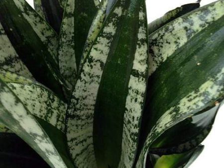 Whitney Snake Plants Online Hot Sale