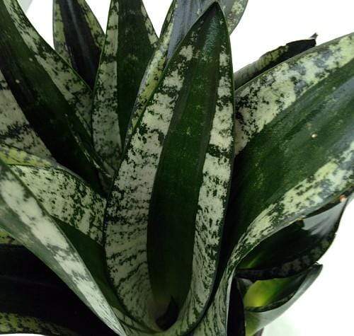 Whitney Snake Plants Online Hot Sale