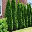 American Pillar Arborvitae Trees Online Hot Sale