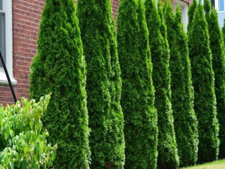 American Pillar Arborvitae Trees Online Hot Sale