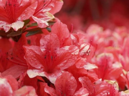 Azalea Johanna Shrubs on Sale