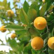 Improved Meyer Lemon Tree Online Sale