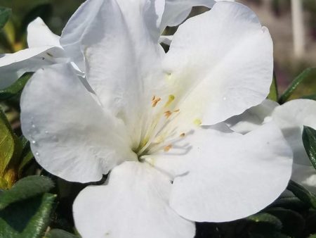 Autumn Ivory Encore Azalea Shrubs Online now