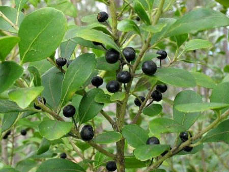 Holly Inkberry Compacta Shrubs For Discount