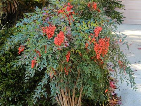 Heavenly Bamboo Nandina Shrub on Sale