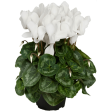 Cyclamen (Red, White, Pink, Purple) Discount