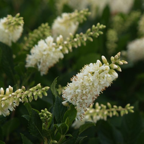 Hummingbird Summersweet Shrub For Sale