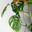 Swiss Cheese Vine Plants Online now