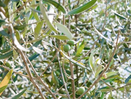 European Olive Tree Online Sale