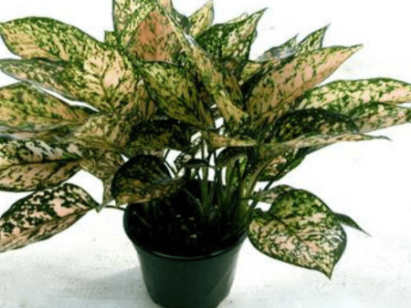 Aglaonema Etta Rose Plants Cheap