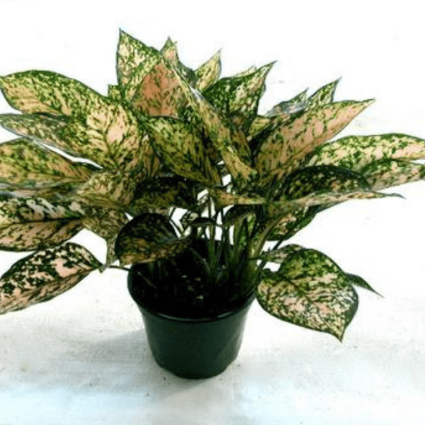 Aglaonema Etta Rose Plants Cheap