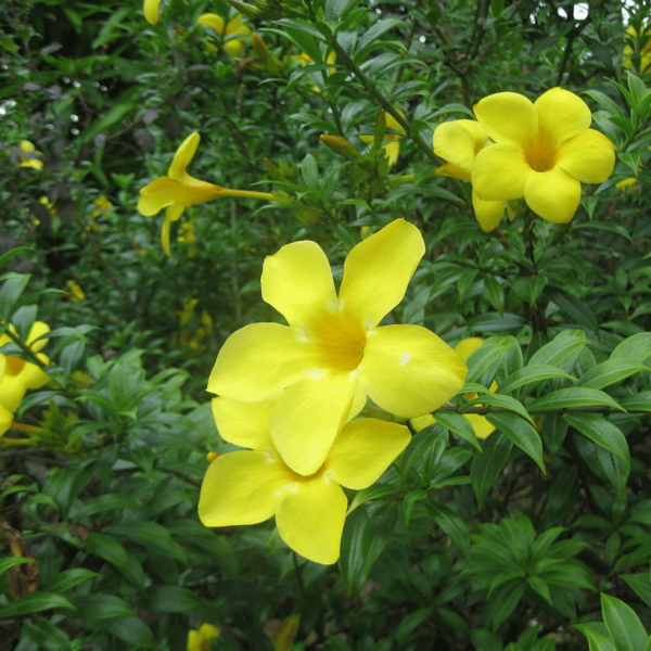 Allamanda Bush Discount