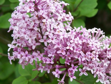 Lilac Palibin Shrubs Supply