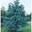 Blue Atlas Cedar Trees Online