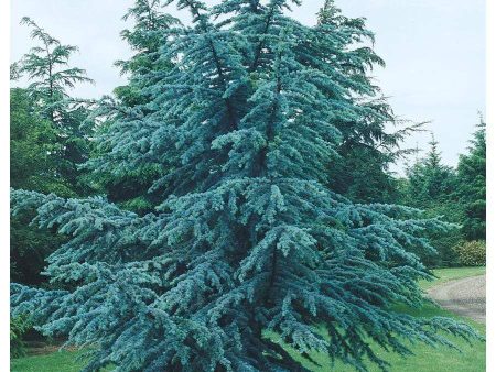 Blue Atlas Cedar Trees Online