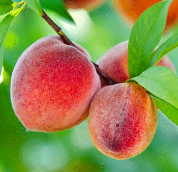 Redskin Peach Tree Sale