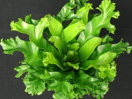 Birdsnest Fern Leslie Plants Fashion