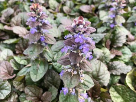 Ajuga Bronze Beauty Online Sale