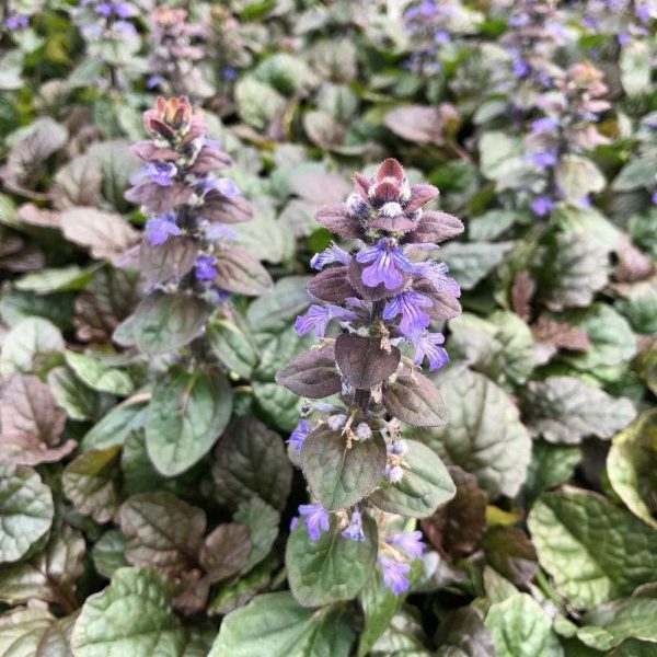 Ajuga Bronze Beauty Online Sale