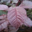 Crimson Pointe™ Purple Leaf Plum Tree on Sale