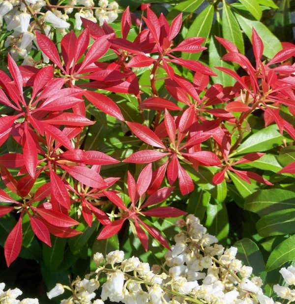 Pieris Forest Flame Shrubs Cheap