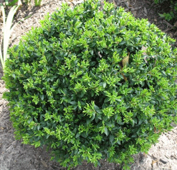 Titan Boxwood Shrub For Discount