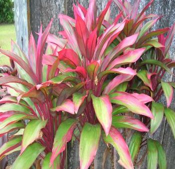 Rising Sun Plant Hot on Sale