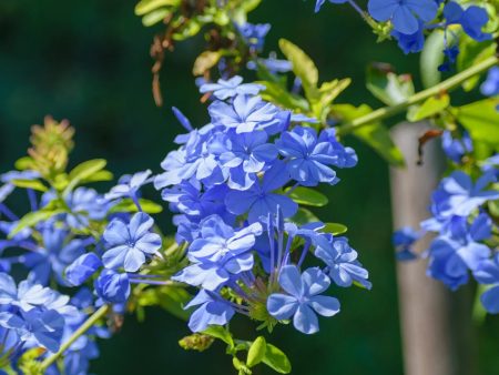 Blue Plumbago Hot on Sale