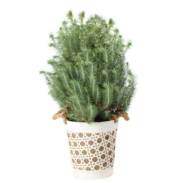 Italian Stone Pine Tree in Decorative Pot For Sale