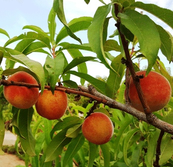 White Lady Peach Tree Supply