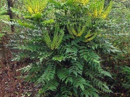 Mahonia Winter Sun Shrubs Supply