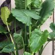 Alocasia Elephant Ear Plants Fashion