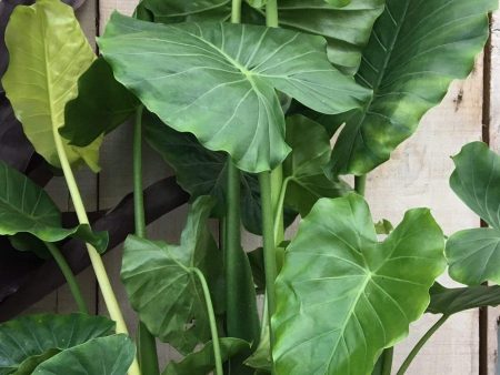 Alocasia Elephant Ear Plants Fashion