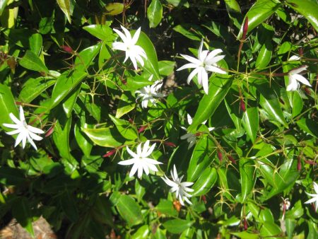 Angel Wing Jasmine nitidum Shrubs Fashion