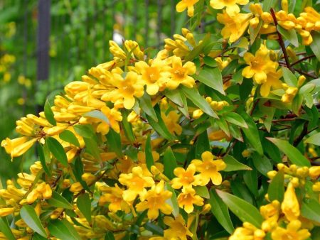 Carolina Jessamine Vine Sale