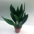 Black Dragon Snake Plants Hot on Sale