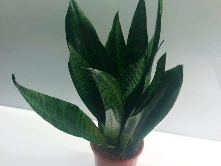 Black Dragon Snake Plants Hot on Sale