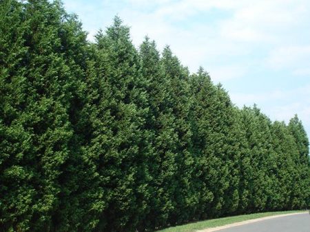 Leyland Cypress Sale