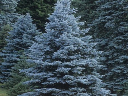 Colorado Blue Spruce Trees Cheap