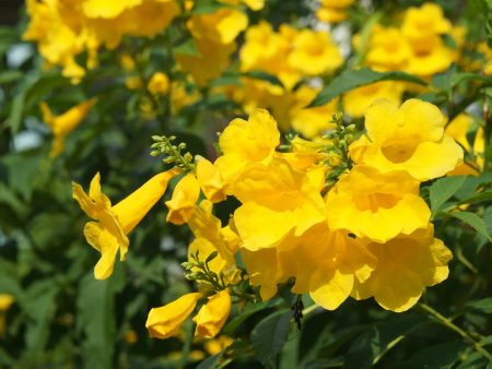 Yellow Bells Esperanza Online