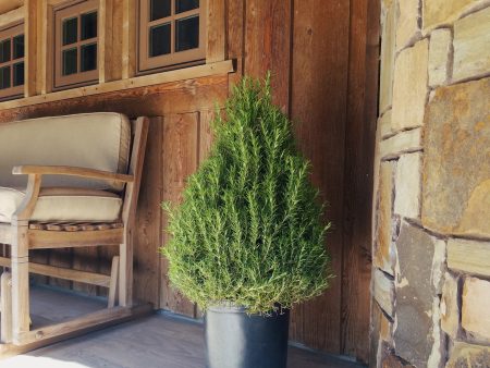 Rosemary Christmas Tree on Sale